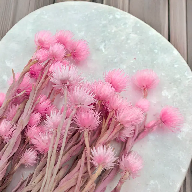 Kaaps Flower – fleur séchée, beauté subtile