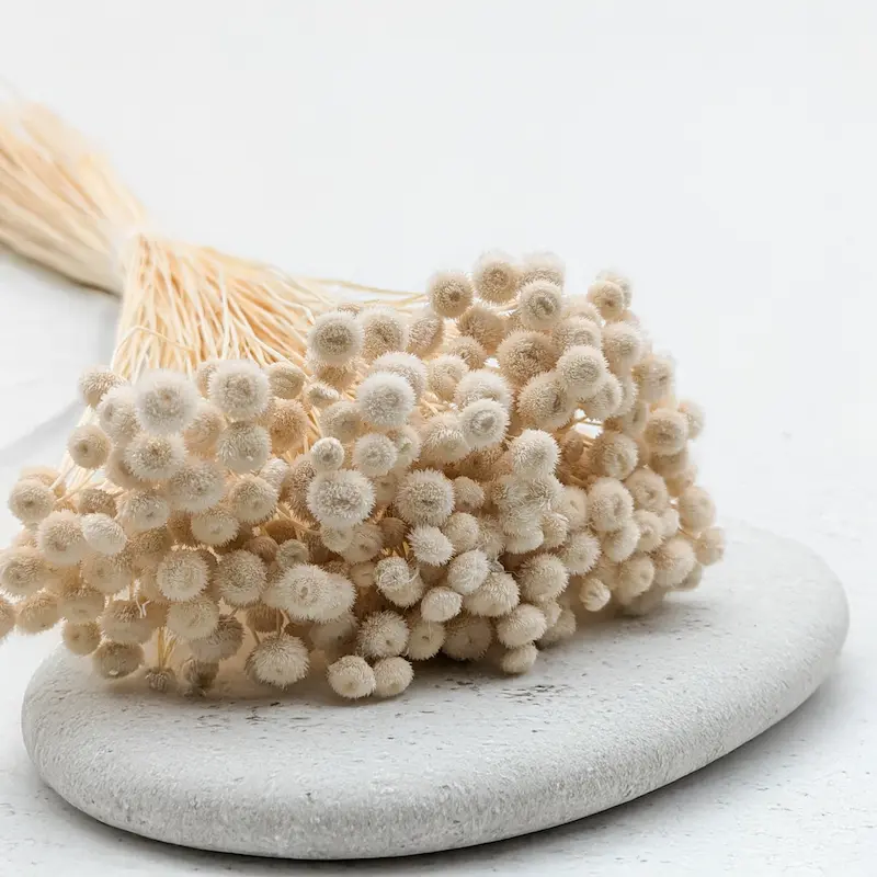 Amarelino – petite fleur, grande décoration